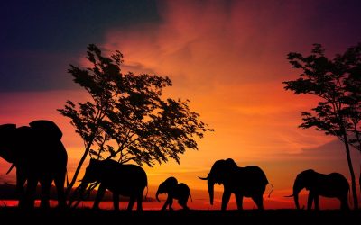 AFRICA SUD ORIENTAL | El impacto del mundo animal  