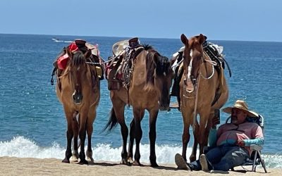 SAN JOSE DEL CABO | En Baja California Sur – México
